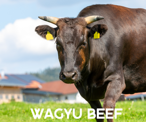 FULL-BLOOD WAGYU BEEF